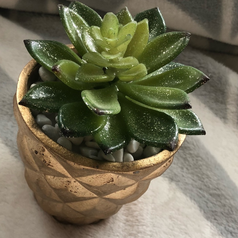 Fake decorative succulent.
